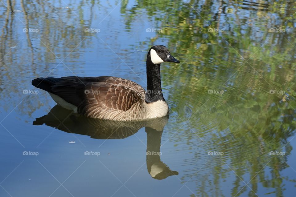 goose