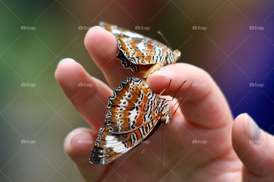 Orange Lacewing (Cethosia penthesilea) butterfly