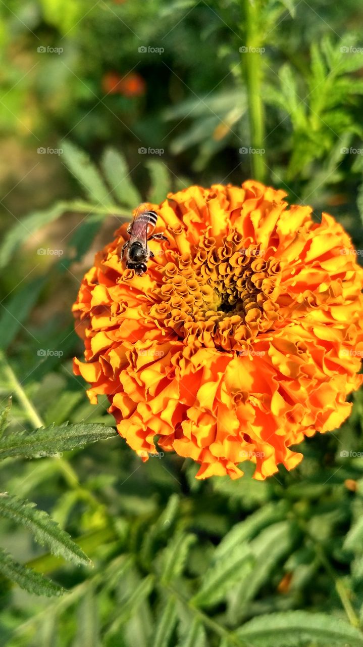 Honey bee on orange flower