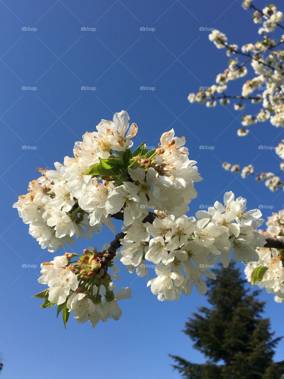 Flowers of cherry tree