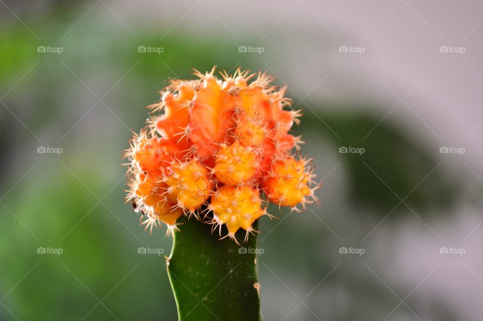 Orange cactus flower
