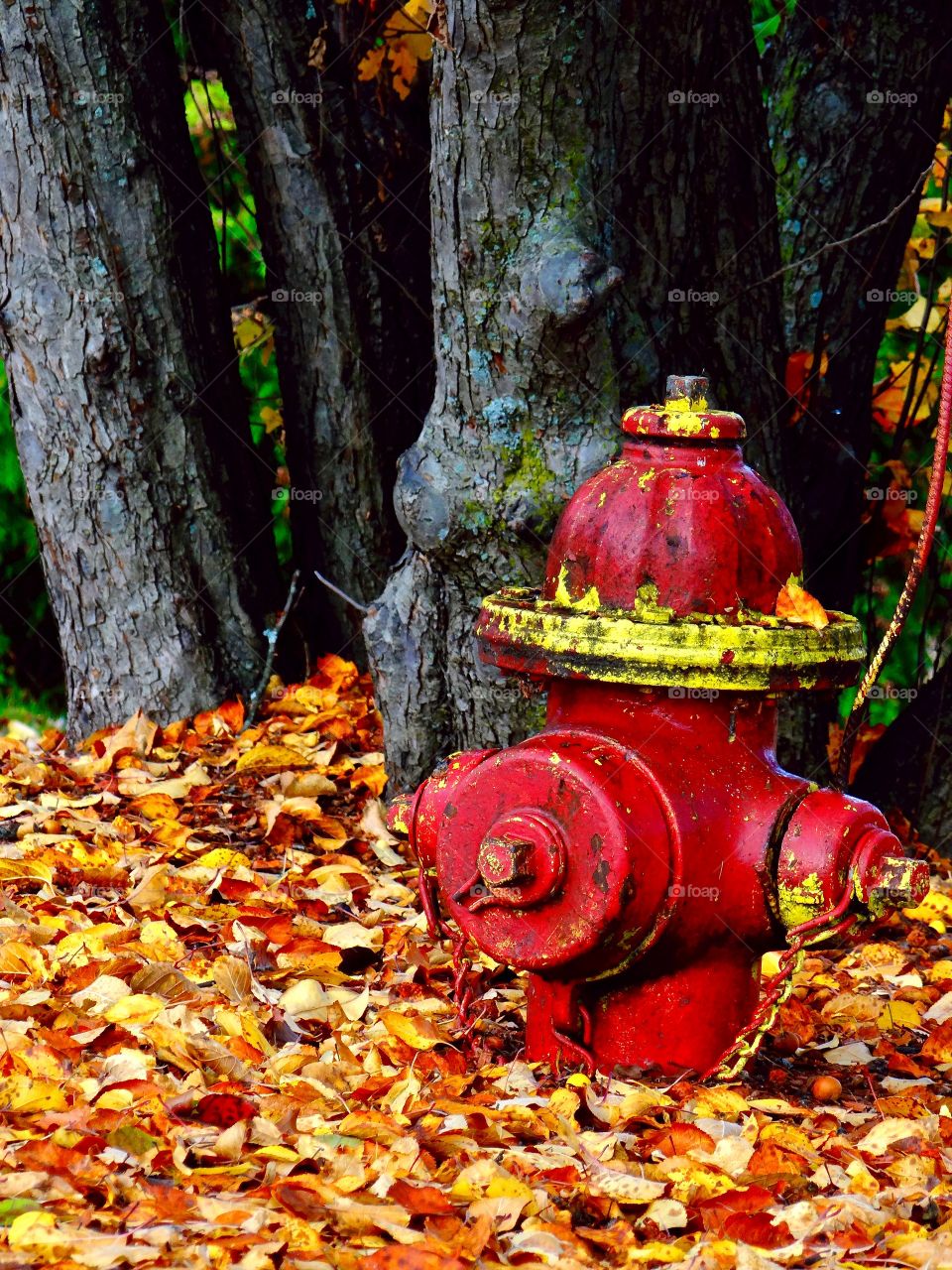 Red and yellow hydrant with fall leaves