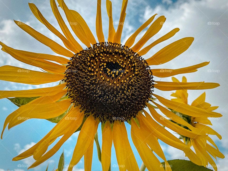 “…You’re the sunflower…”