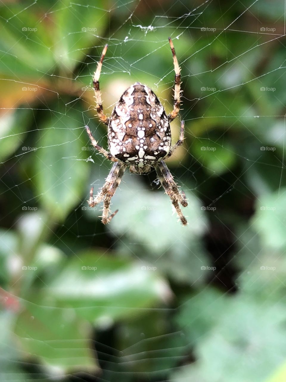 Spider, Arachnid, Spiderweb, Trap, Cobweb