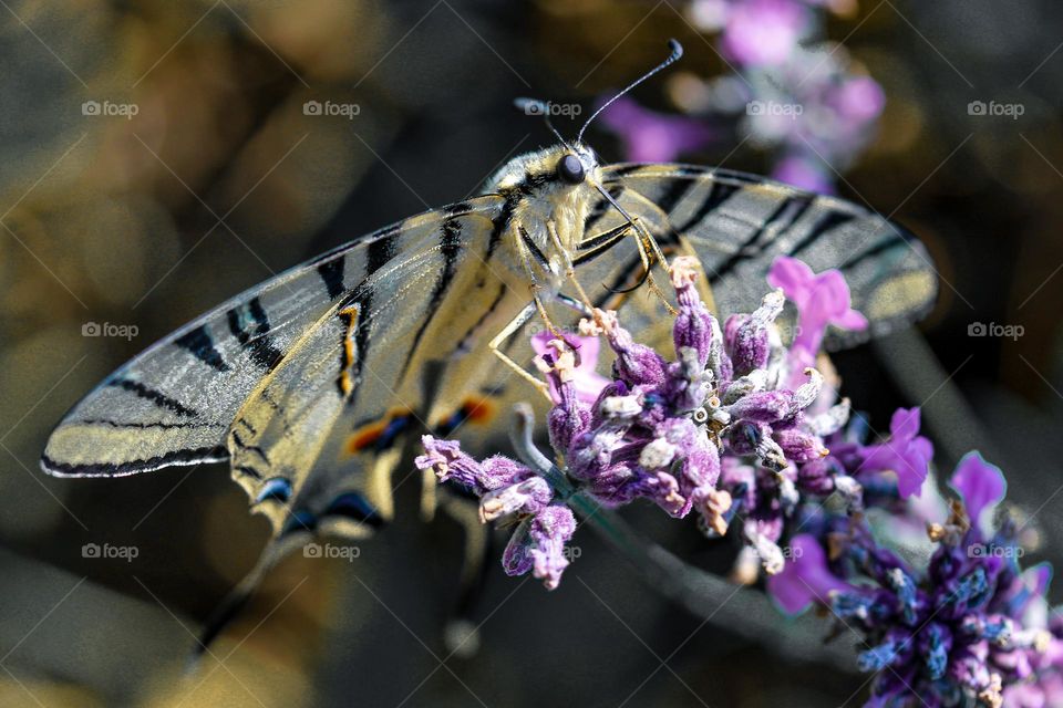 A peacock butterfly at the flower