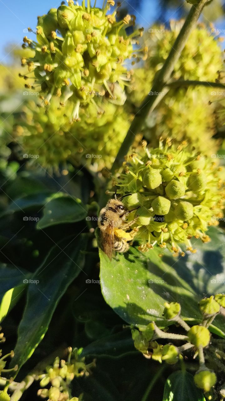 Bee gathering pollen