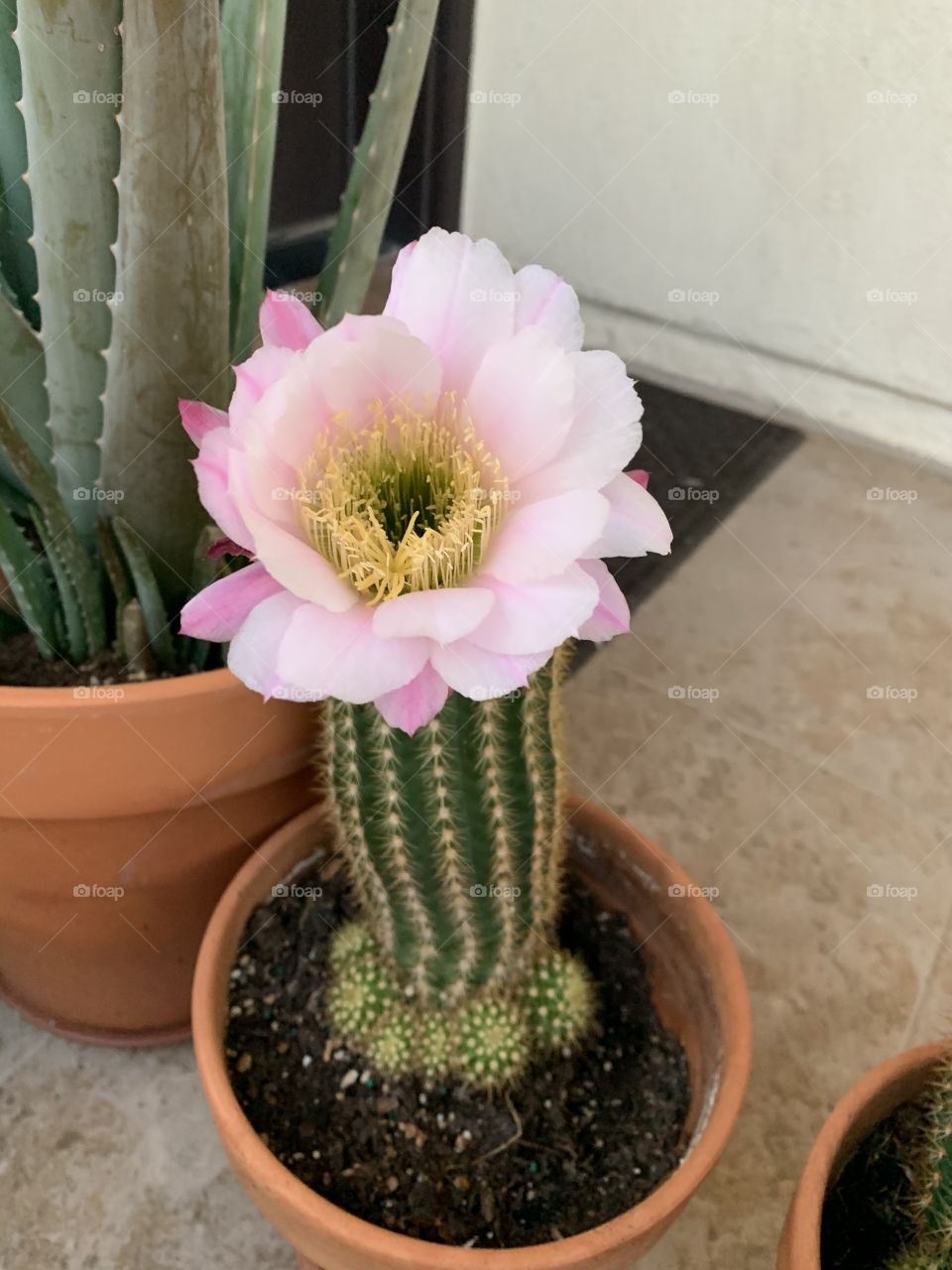 One Of My Dearest Cactus With Pink Paper Flower Petals 