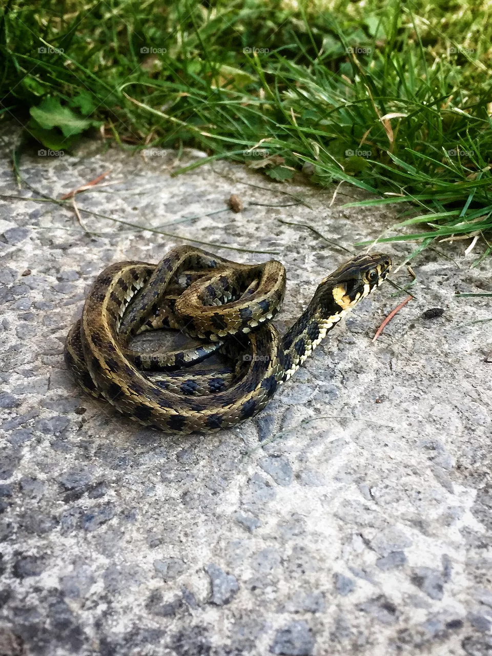 Snake 