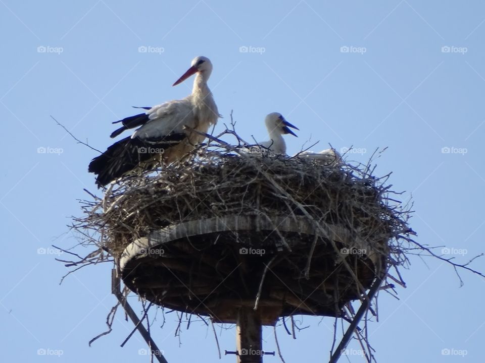 Stork family