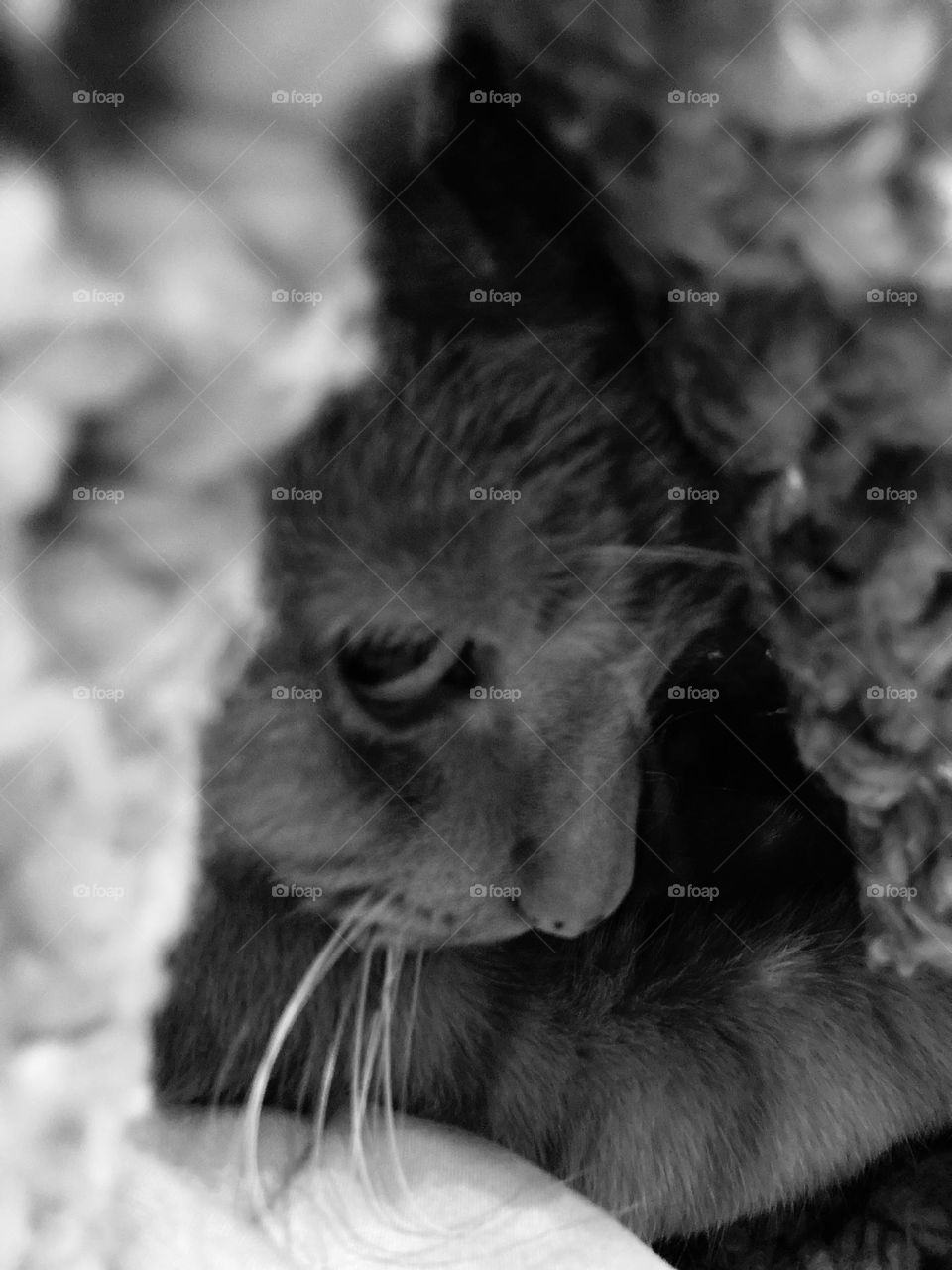 Silly kitty in a rainbow blanket in black and white 