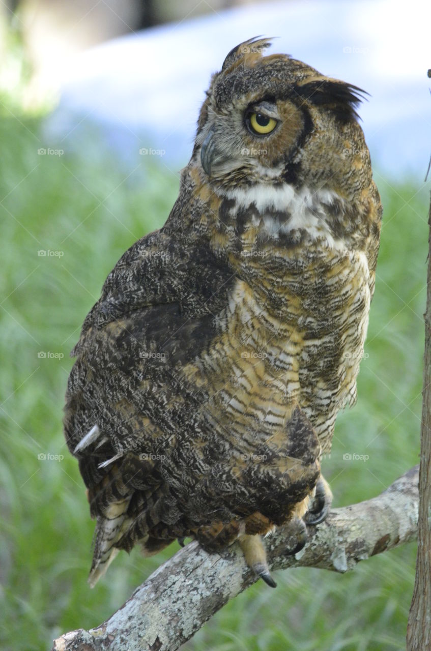 Great Horned Owl