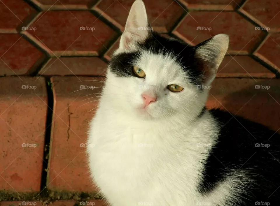 cat