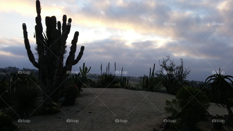 Morning Sky. Early morning sunrise over the cactus garden. Balboa park, San Diego, California