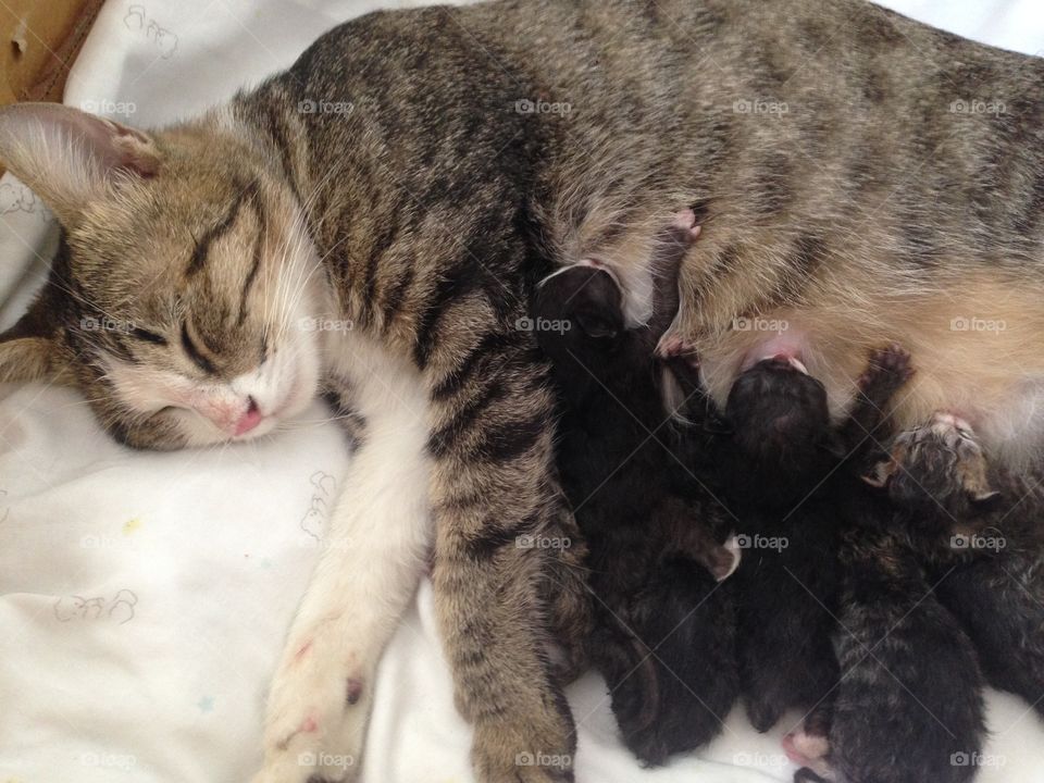 Adorable kittens and their mom.