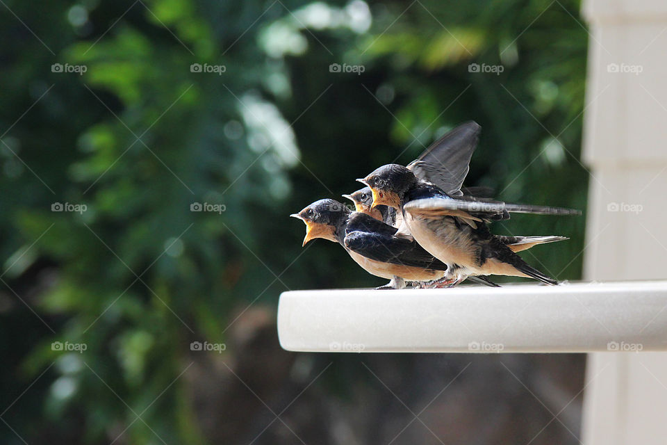 Waiting for mom. Baby Birds