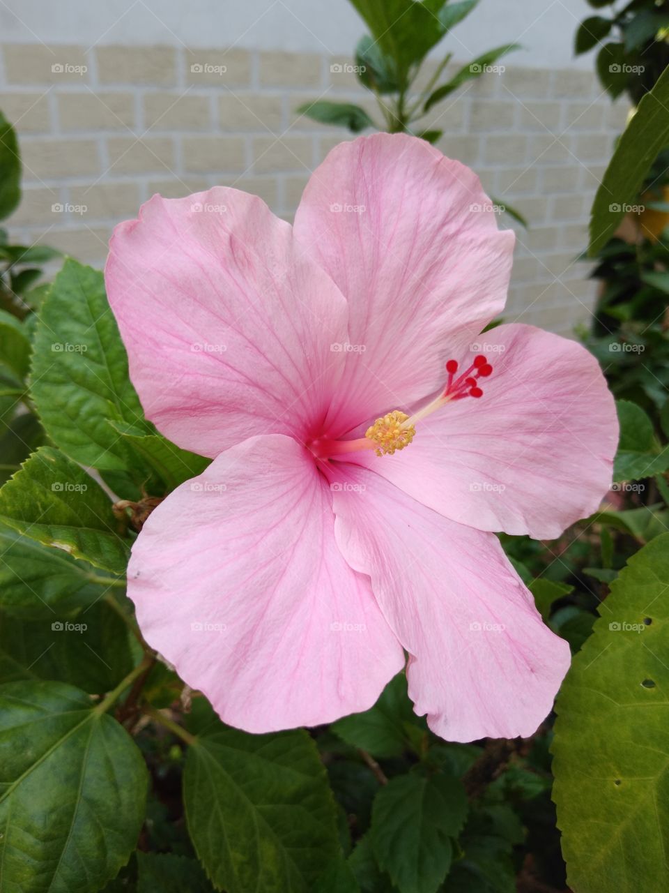 beautiful pink hibiscus flower in my garden