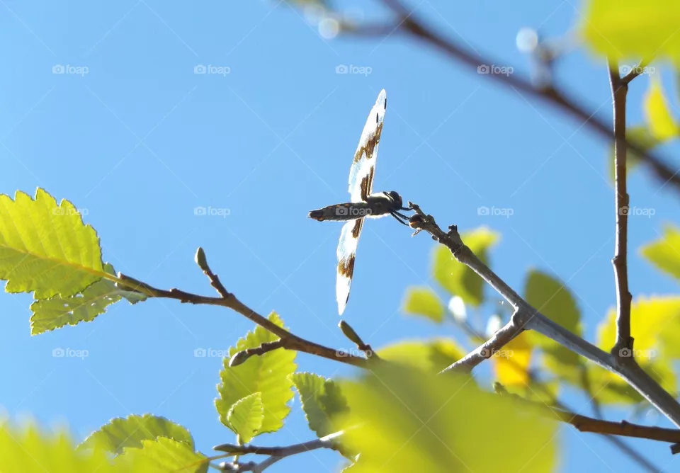 branch