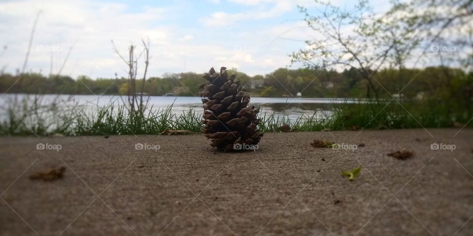 a pinecone sitting on the ground in front of a patch of grass and a lake