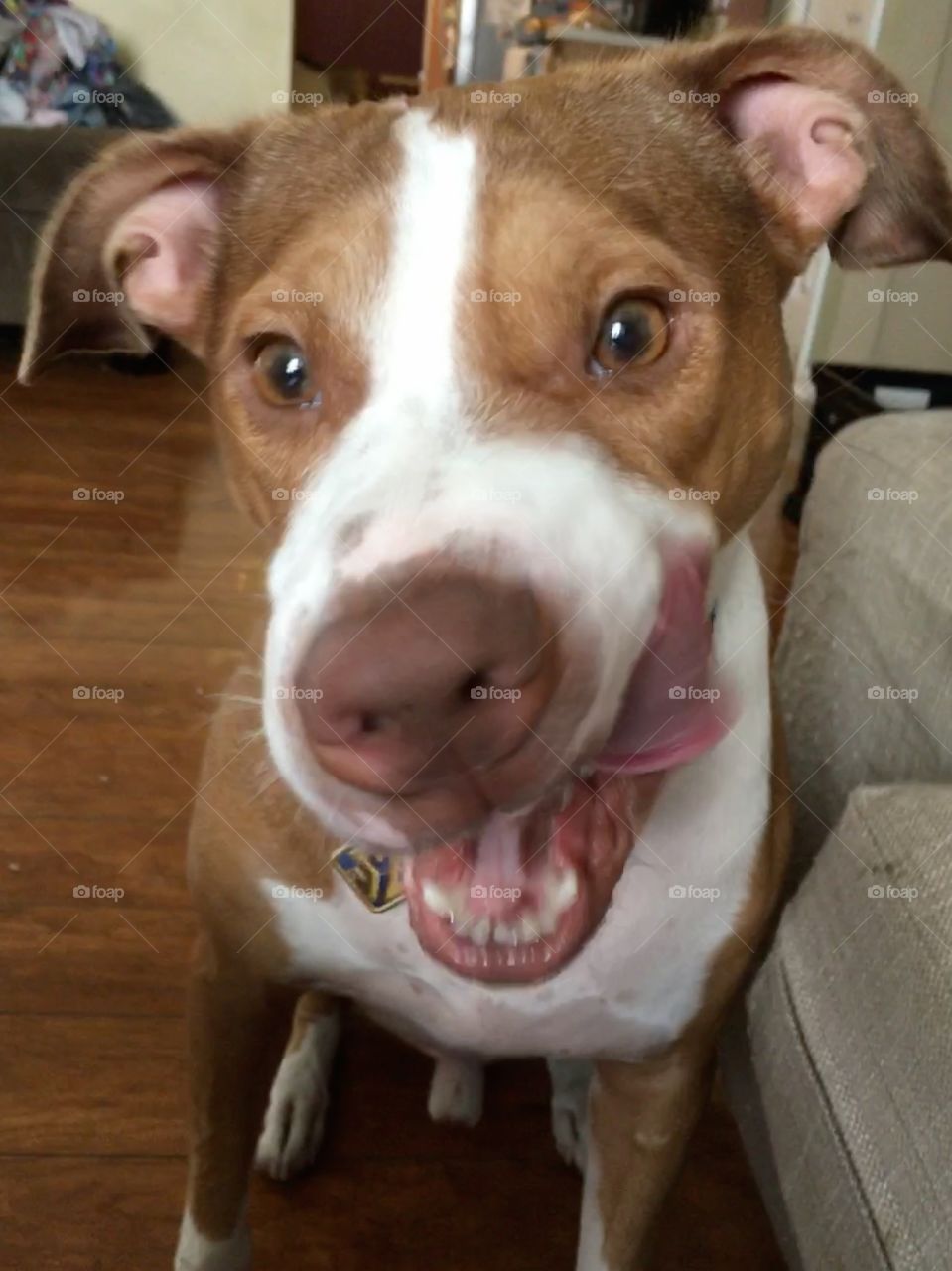 Pitbull licking his chops