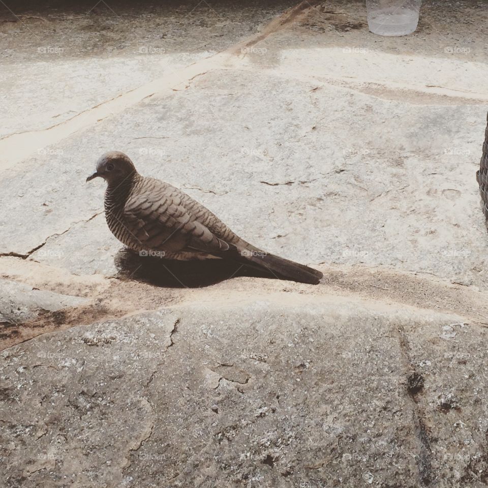 Dove. Bird, dove, Hawaii, beach, ocean, fly, wings, 