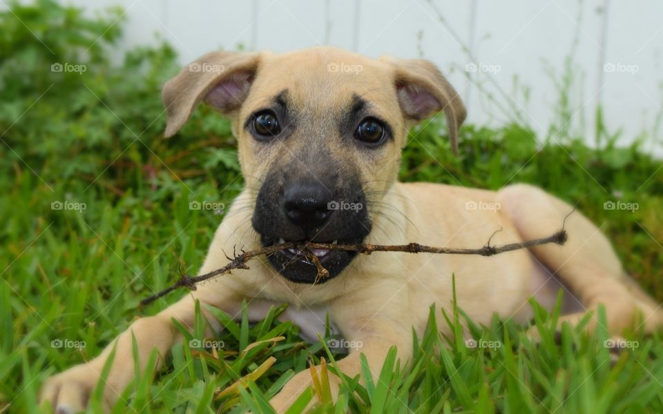 Close-up of monkey in grass