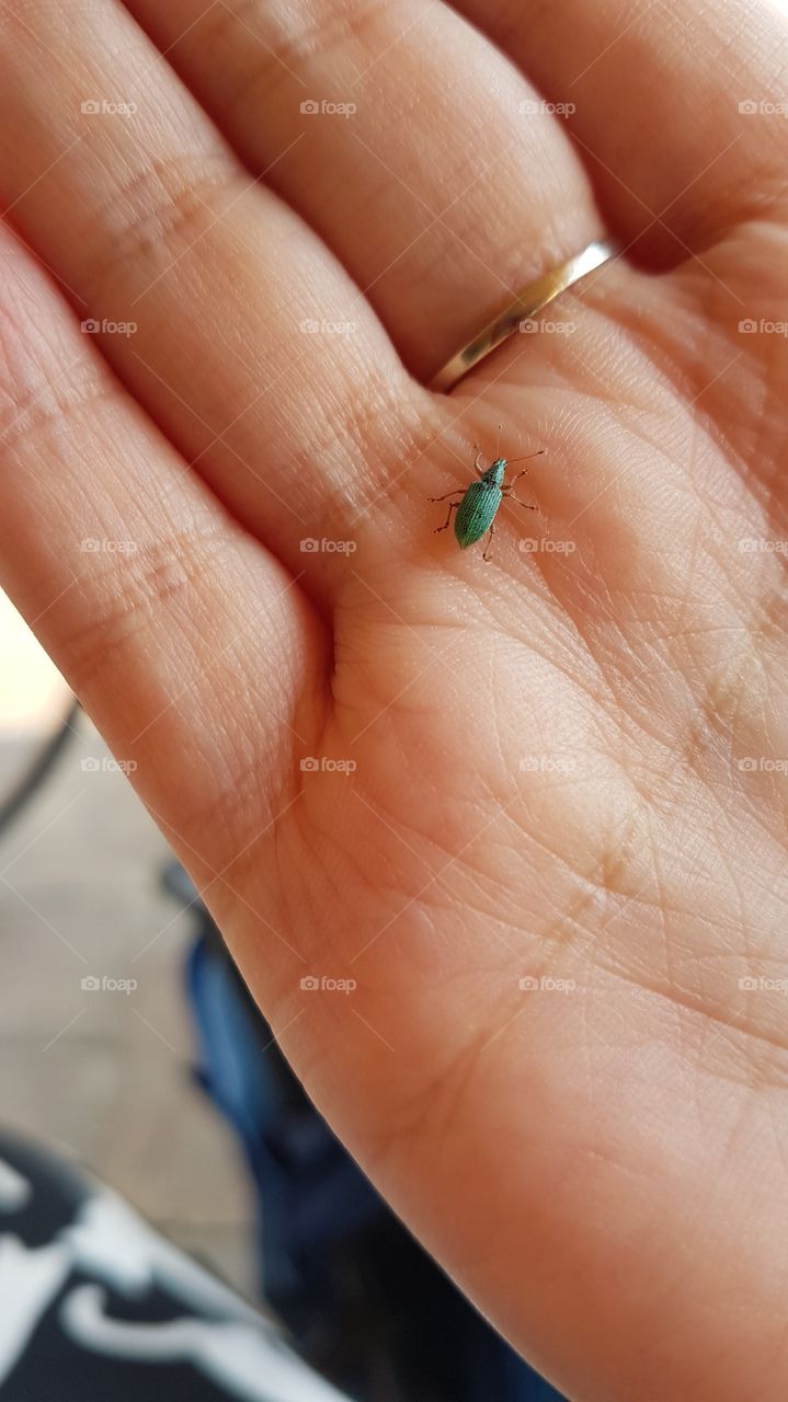 beautiful green bug sitting on my hand... wonder what it's thinking.