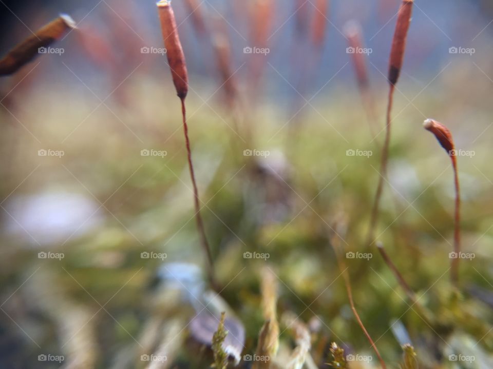 Macro abstract mushrooms