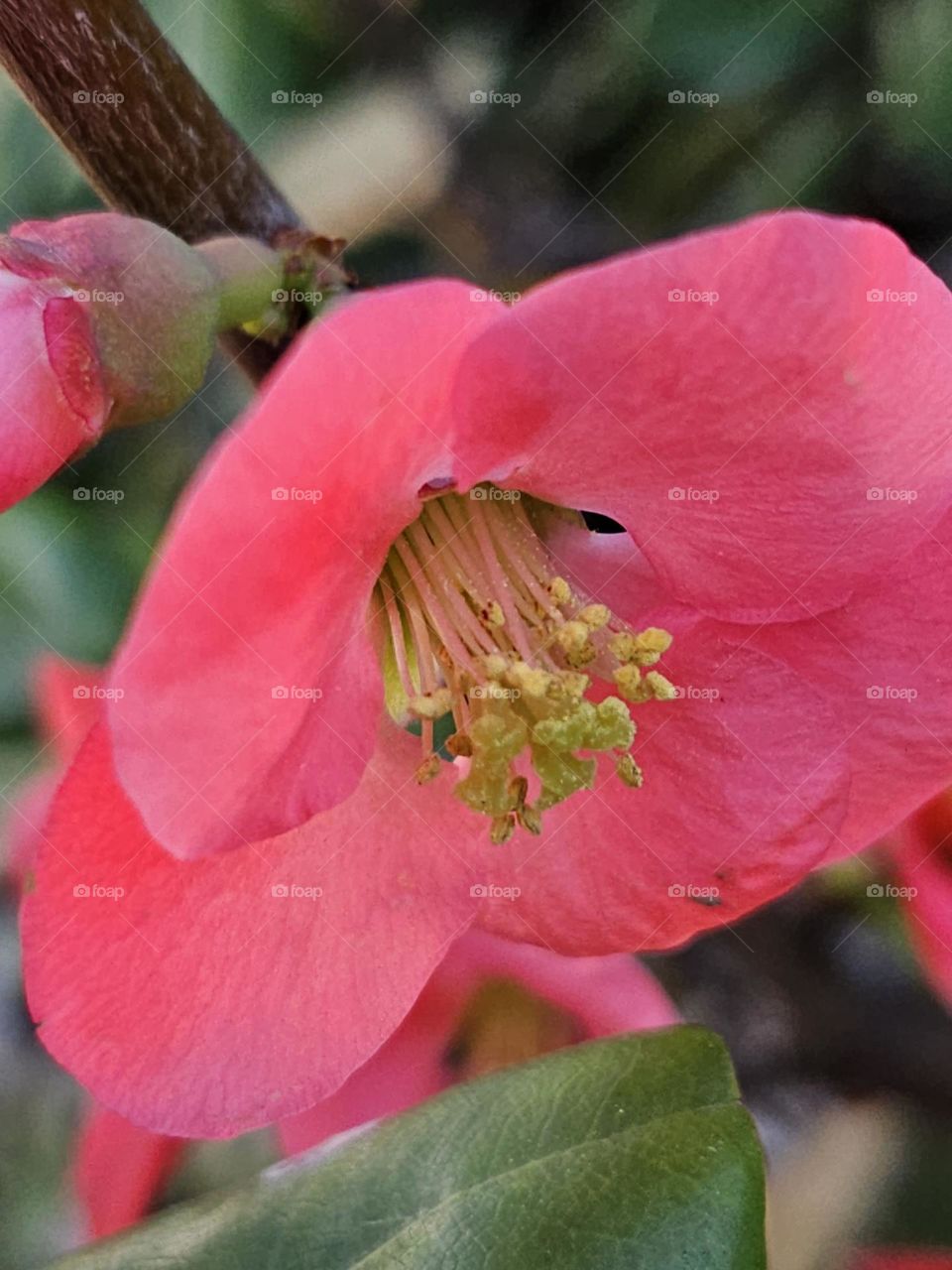 Close up of the pink flower of the Chinese quince plant