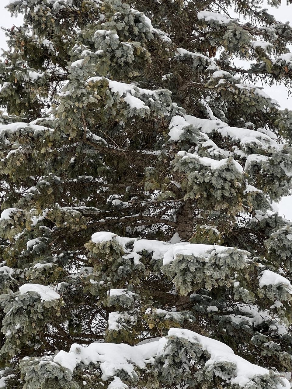 Pine tree blanketed in snow