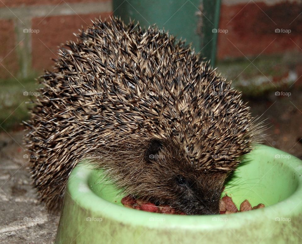 Hedgehog eating cat food from cat’s bowl