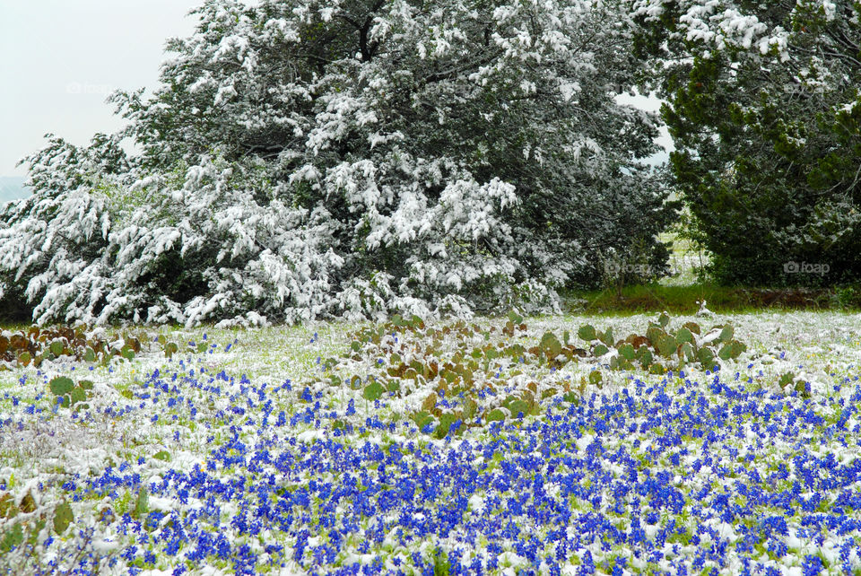 Bluebonnets blooming under a fresh coat of snow
