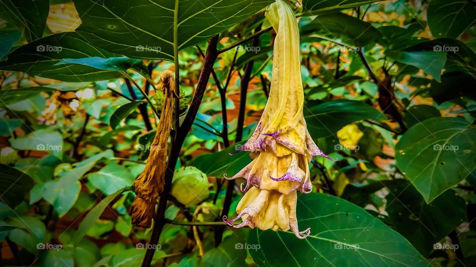 Plantas grandes com flores exóticas.