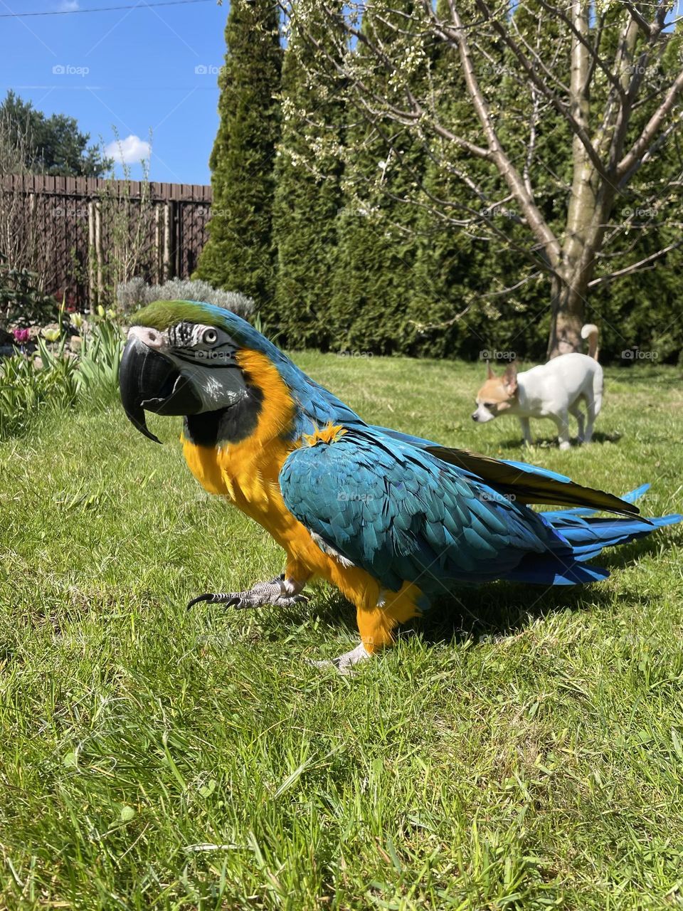 parrot in garden❤️