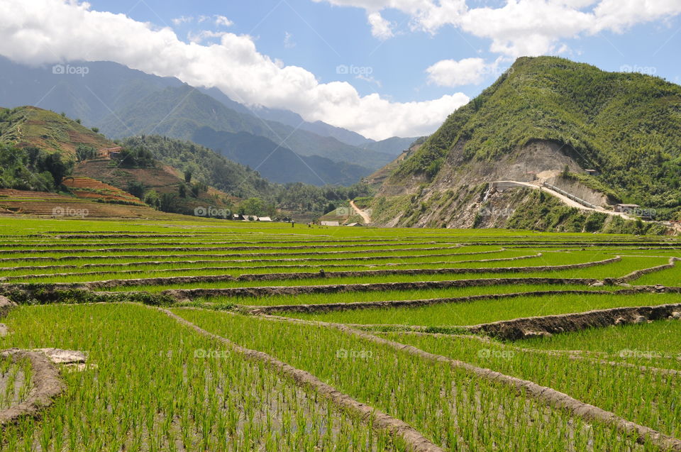 Vietnam Sapa rice terraces