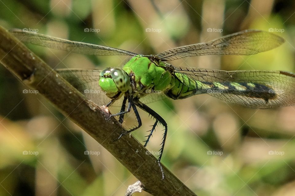 A macro of a female Eastern pondhawk dragonfly resting on a twig at Yates Mill County Park in Raleigh North Carolina. 