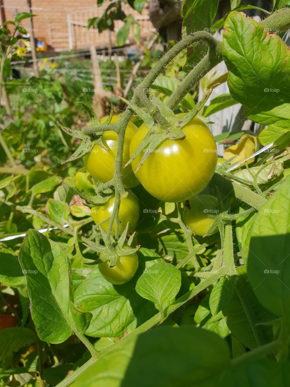 fresh spring tomatoes. yum