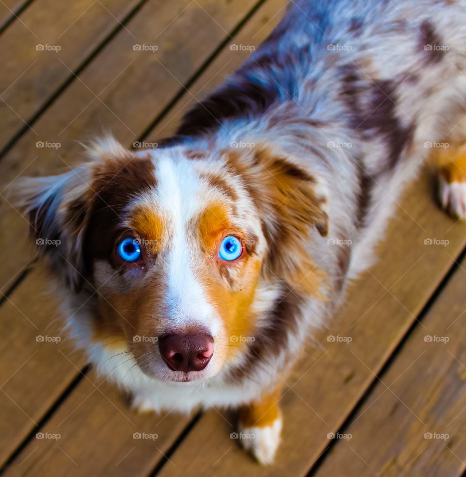 Blue eyed Red Merle Australian Shepherd.