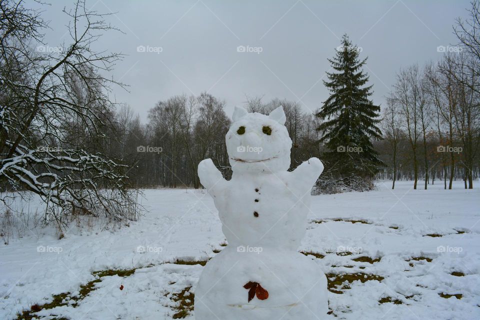 winter cat of snow