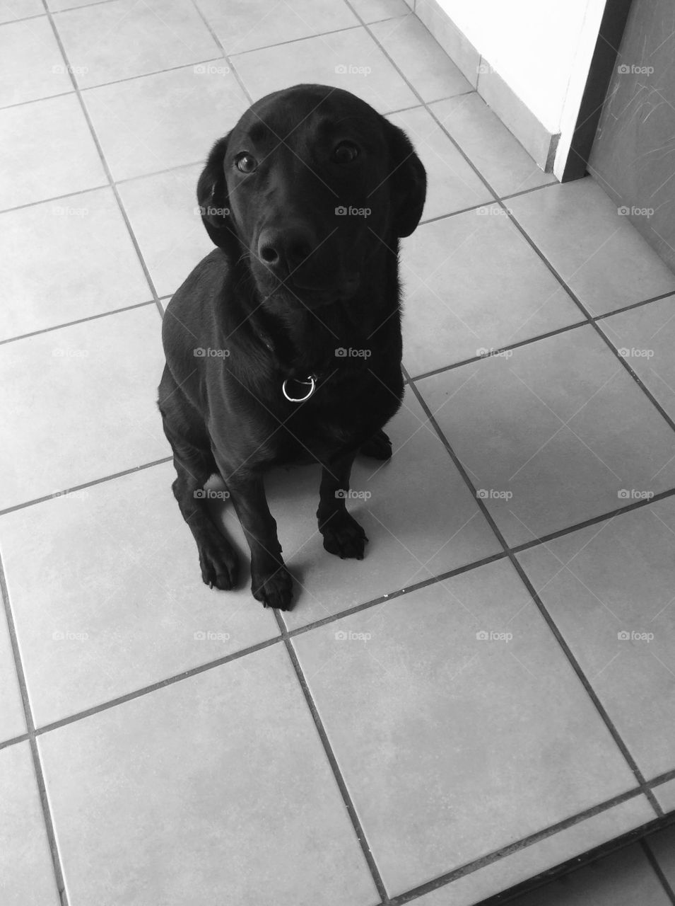 Dog in black and white 
