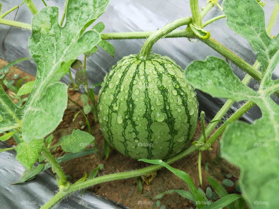 Delicious watermelon