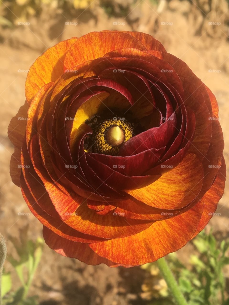 Carlsbad, California. Flower Field 2018