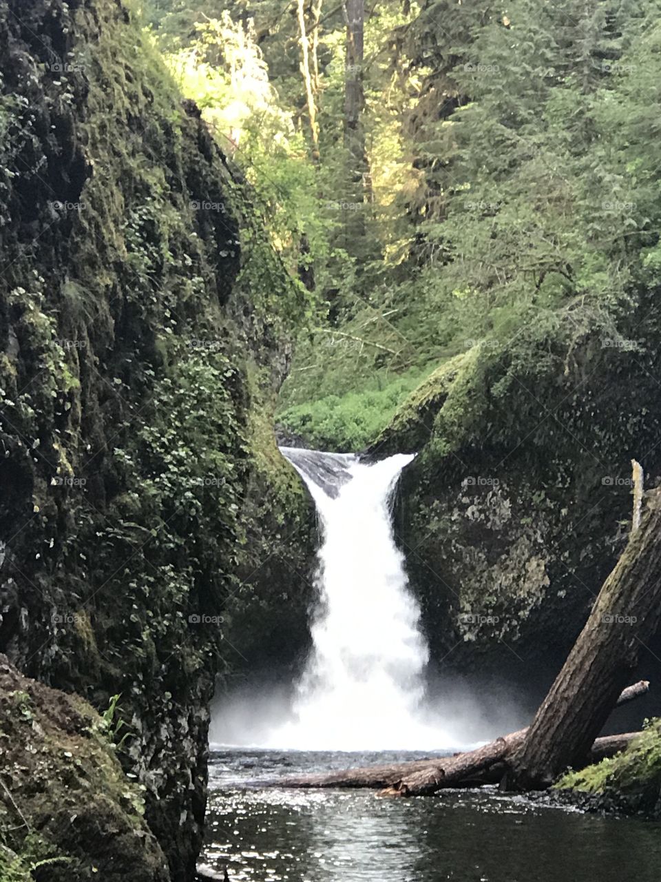 Lower Punch Bowl Falls in June of 2017, three months before the Eagle Creek fire closed the trail and burned the Columbia Gorge. 