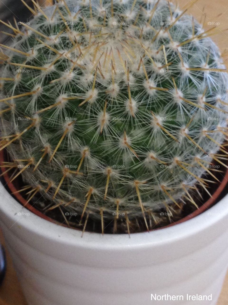 Cactus