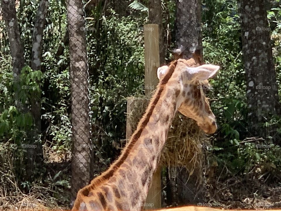 Girafa