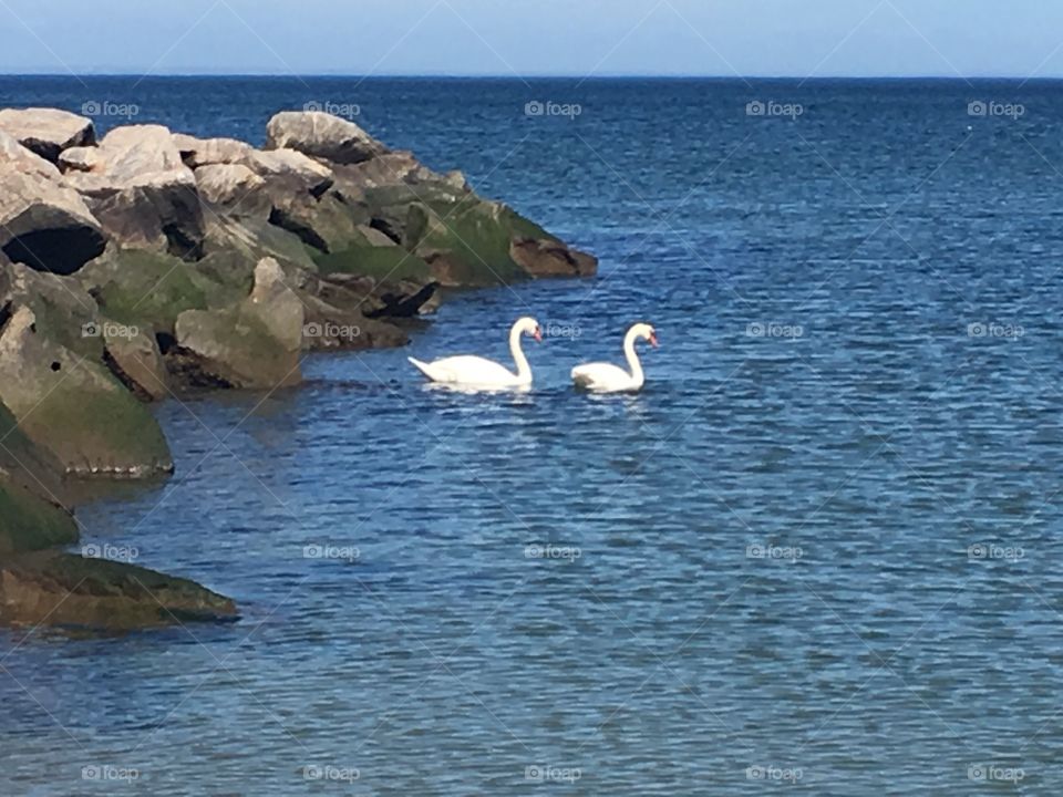 Beautiful swans at the beach today.