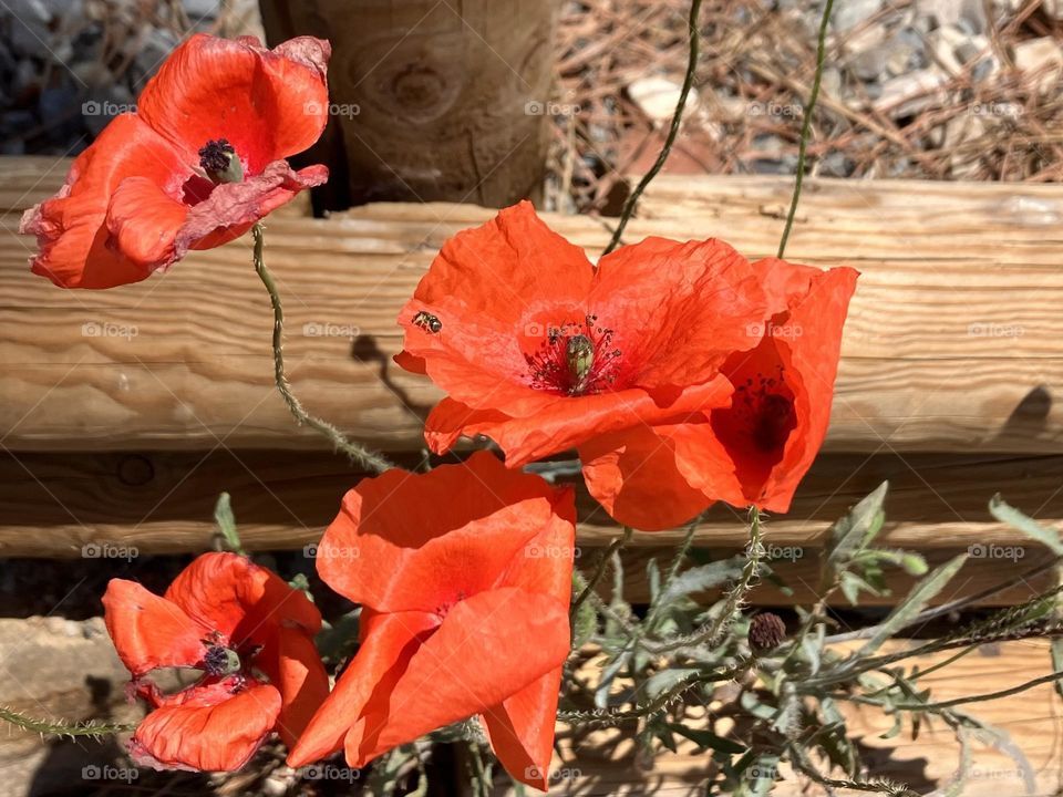 Poppies 