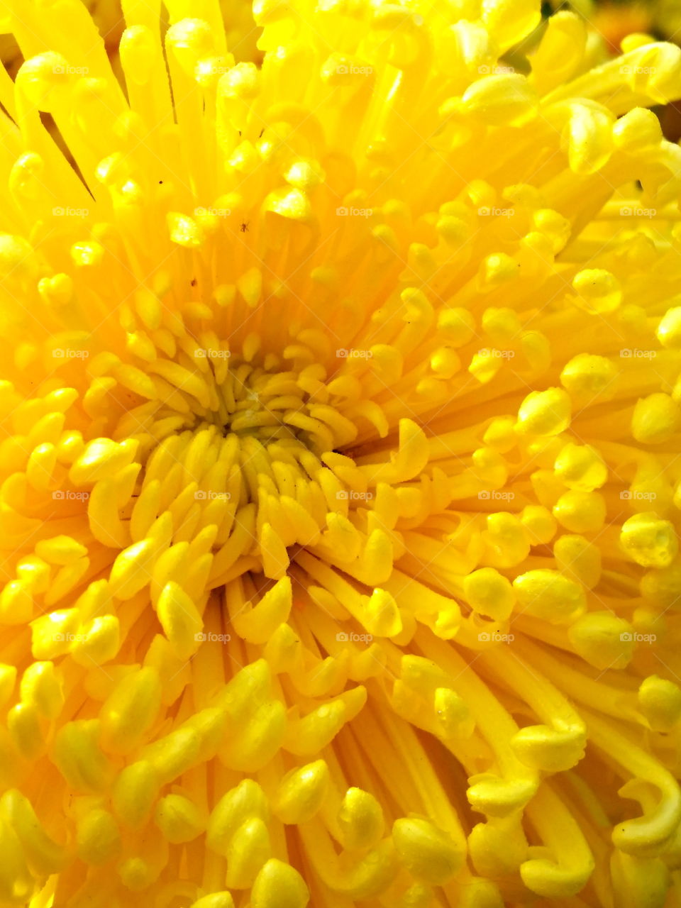 Yellow Flower