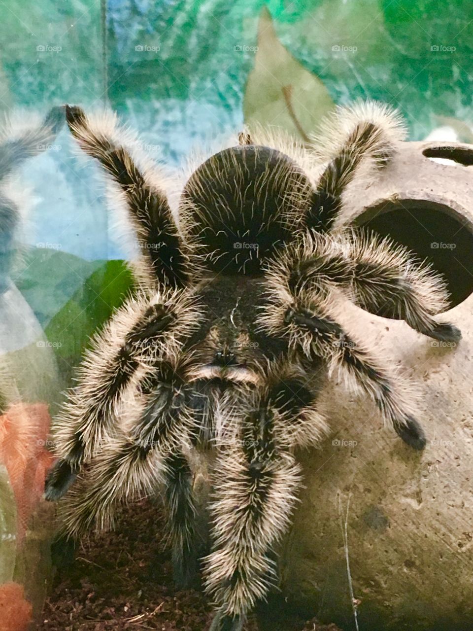 Tarantula 