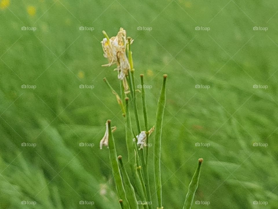 No Person, Nature, Grass, Leaf, Growth