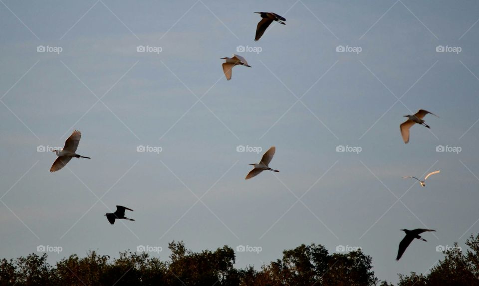 Bird, Flight, Goose, Wildlife, Seagulls